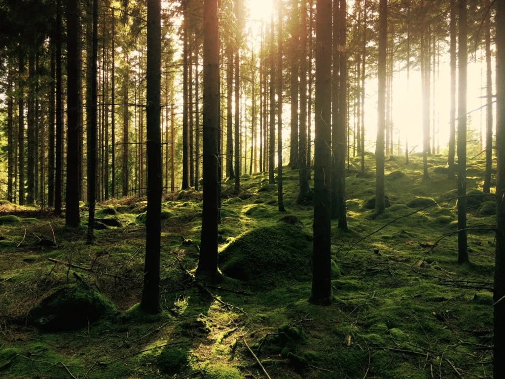 Solljus mellan granarna i en mossklädd skog